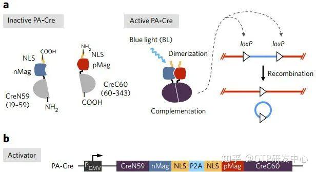 技术分享：蓝光诱导调控的Cre-loxP重组酶系统的开发与升级 - 知乎