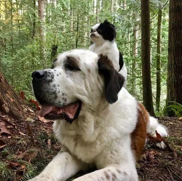 小狗为了寻求安全感总喜欢骑在大狗身上憨憨的大狗对此毫无怨言