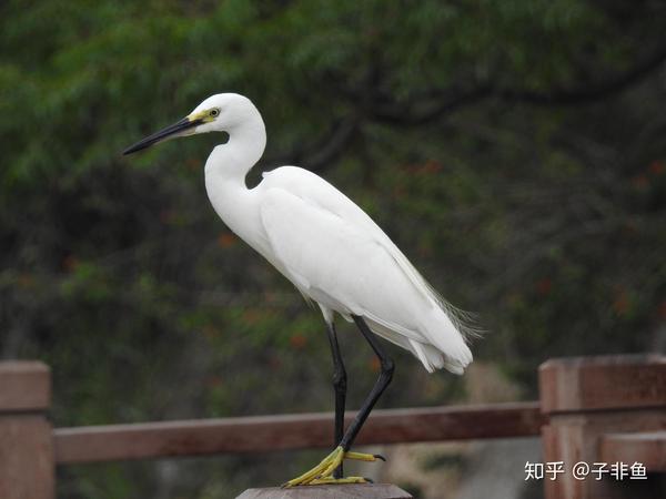 美丽鹭岛——厦门鹭科鸟类追寻记 - 知乎