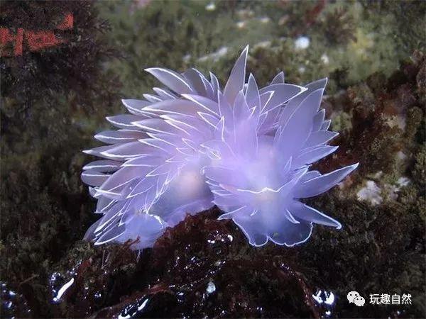 海洋萌主——海蛞蝓|带你发现那美丽的大自然 - 知乎