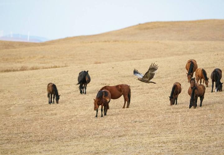 北朝末战争笔记小说 第一卷 即鹿无虞 十五 高平牧马 知乎