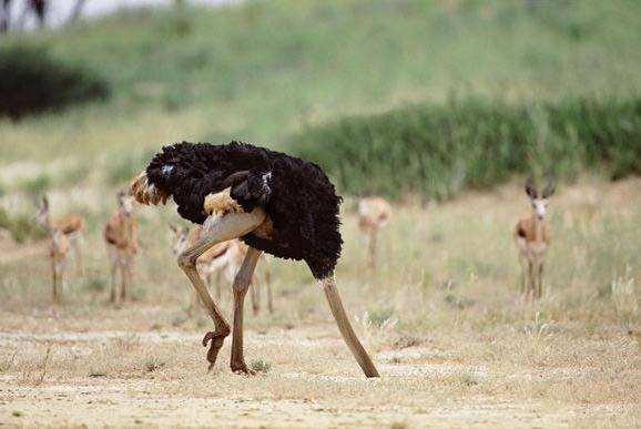 鸵鸟系员工 鸵鸟看起来眼睛炯炯有神,昂首挺胸,精神抖擞,但实则胆小