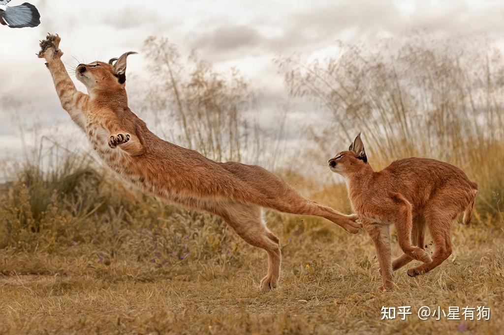 猫科の完全指南③——狞猫谱系 - 知乎
