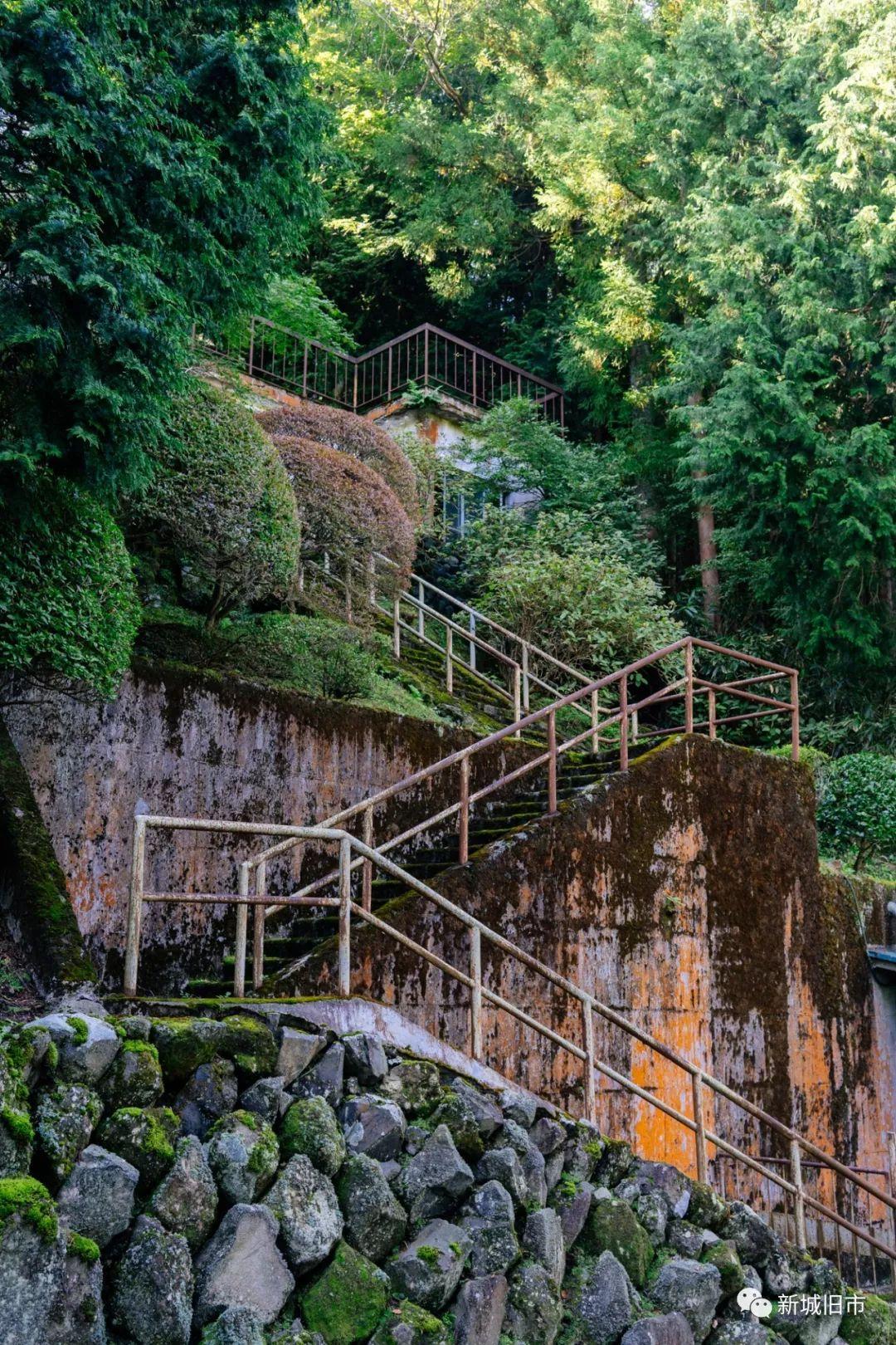 仙石原芒草闪烁之外