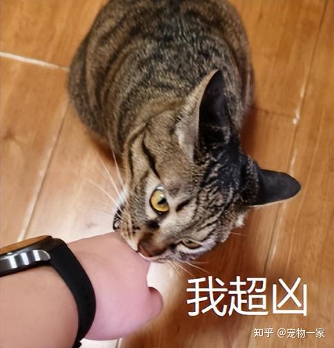 小狸花猫咬人太厉害了图片