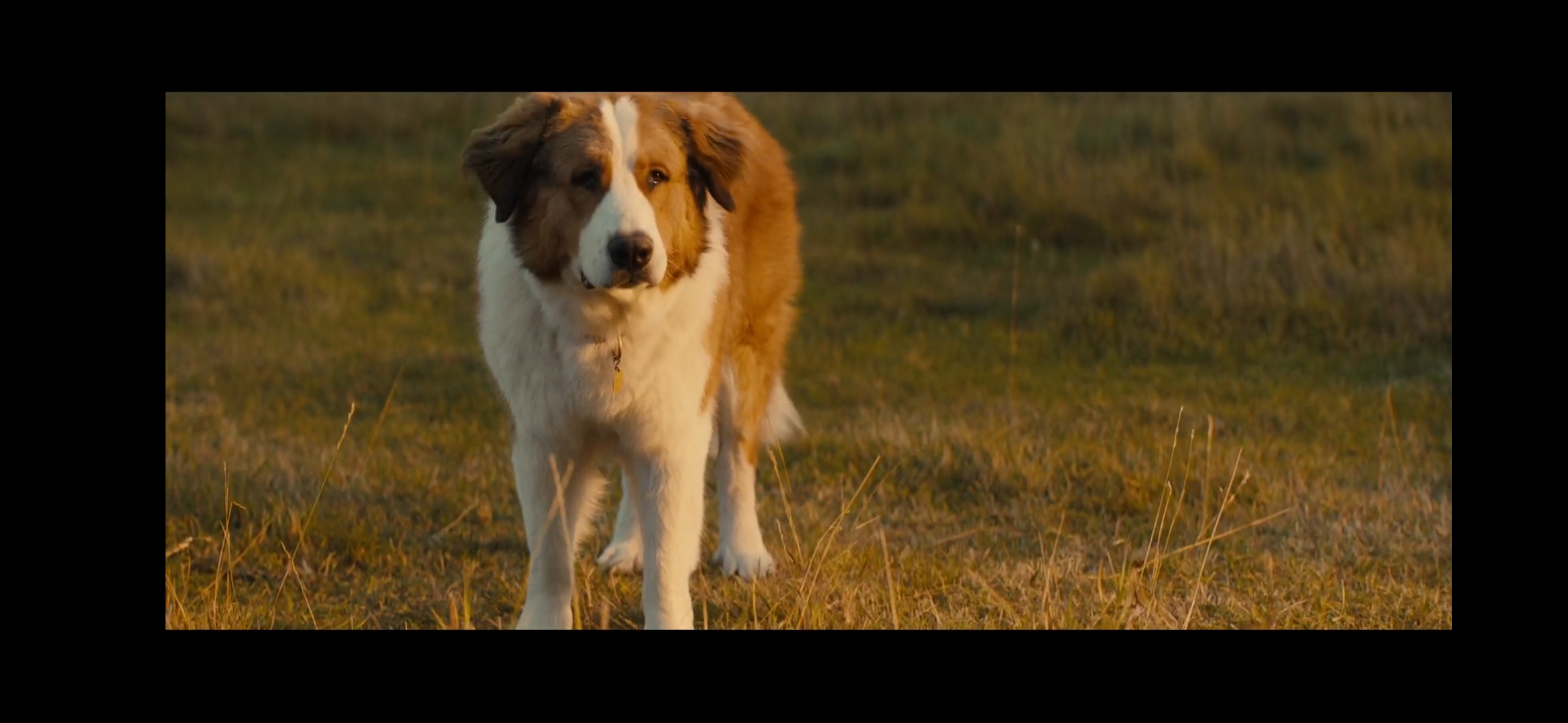 电影一条狗的使命2贝利都是哪几个品种的狗啊