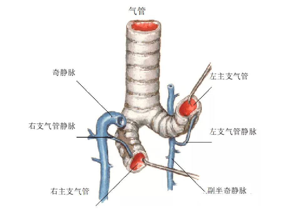 气管图片高清示意图图片