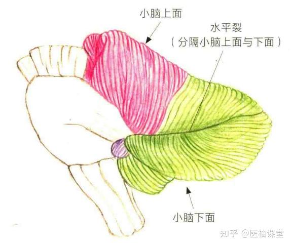 小脑的解剖与影像 - 知乎