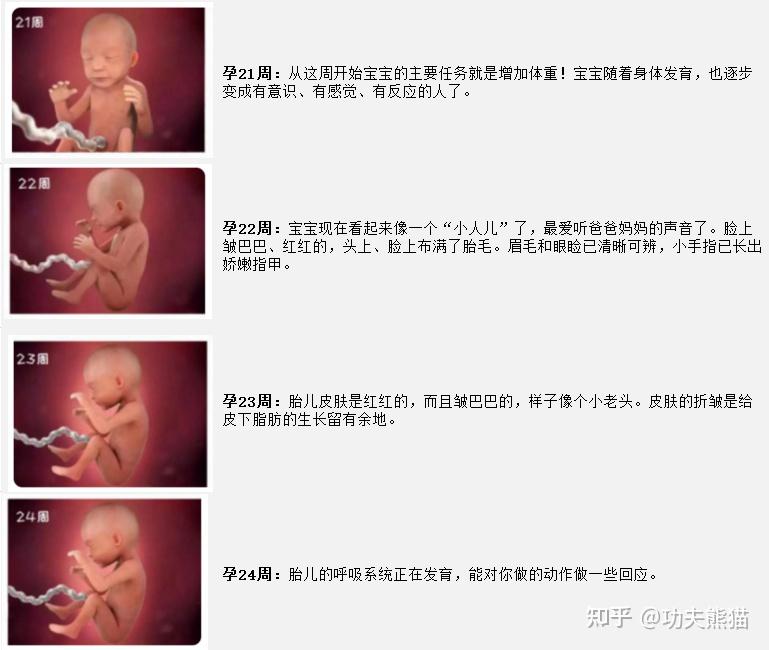 孕周怎么计算?预产期如何计算?孕周胎儿发育情况?