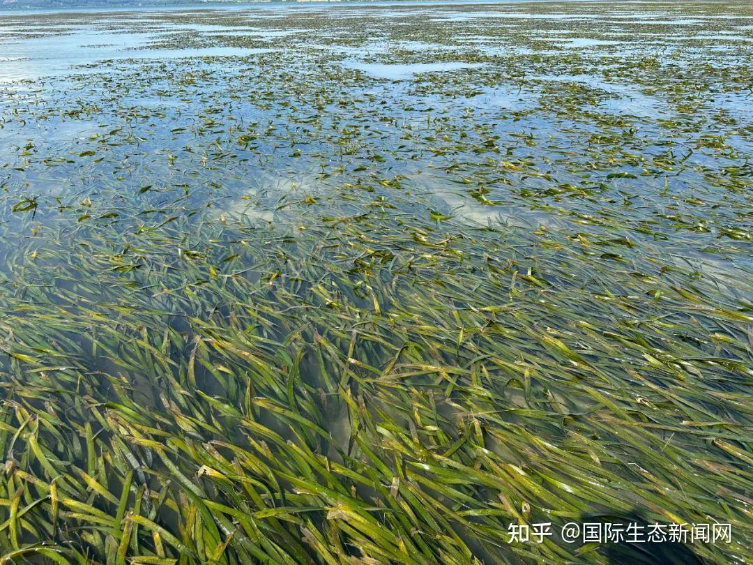 《南海区海草床生态调查研究》正式出版 - 知乎