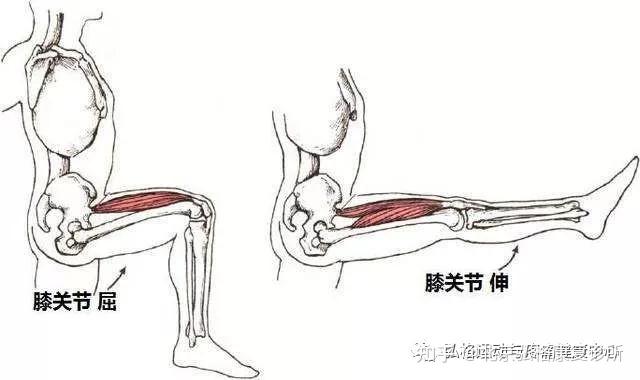 大腿肌肉之前外側肌群股四頭肌縫匠肌闊筋膜張肌