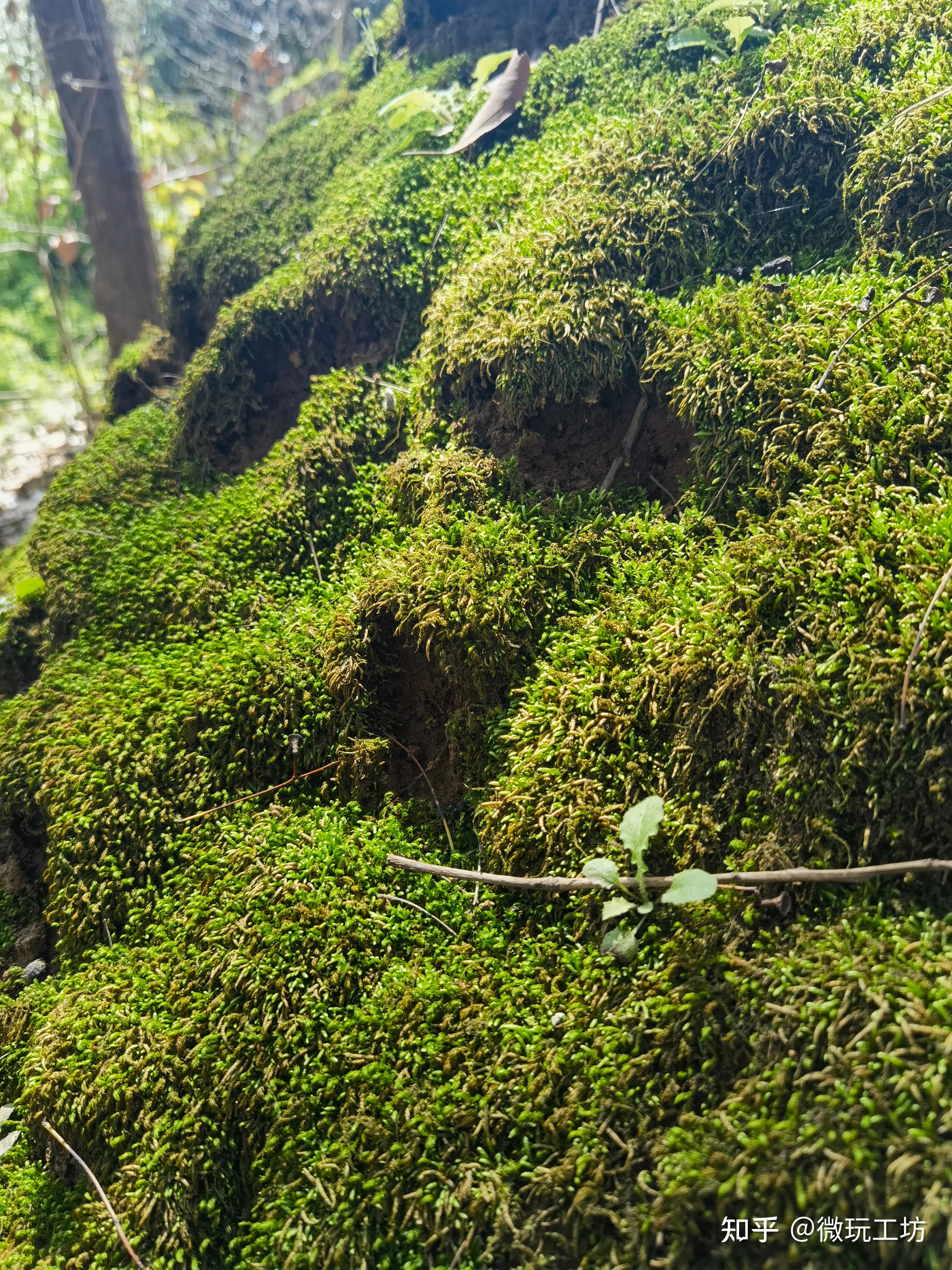 野生苔藓高清图片(3)