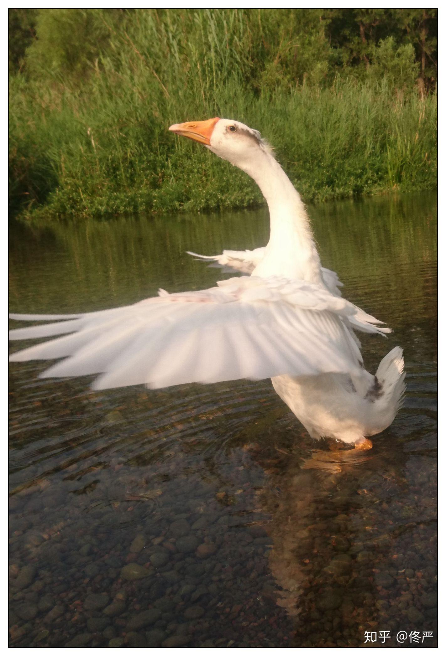 养一只鹅,长的真快!