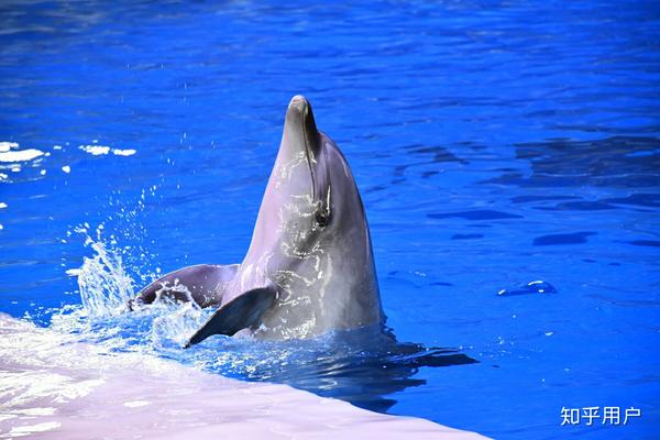 海豚 拍手嬉戏