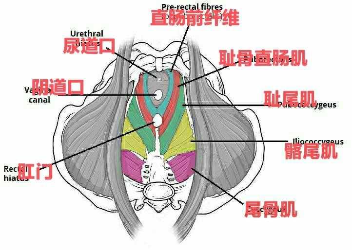 盆底肌三個最重要組成部分:提肛肌(恥骨尾肌,恥骨直腸肌和髂尾肌)