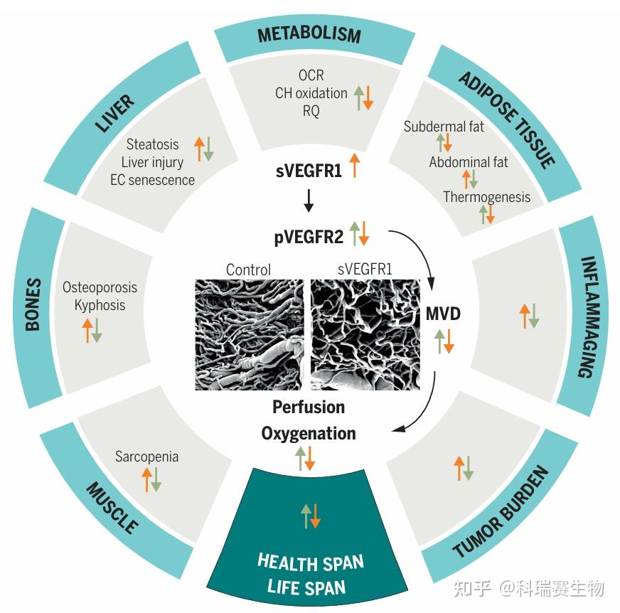 Science | 逆转血管衰老:VEGF信号不足竟是衰老的关键推手?科学突破揭示健康长寿新路径! - 知乎