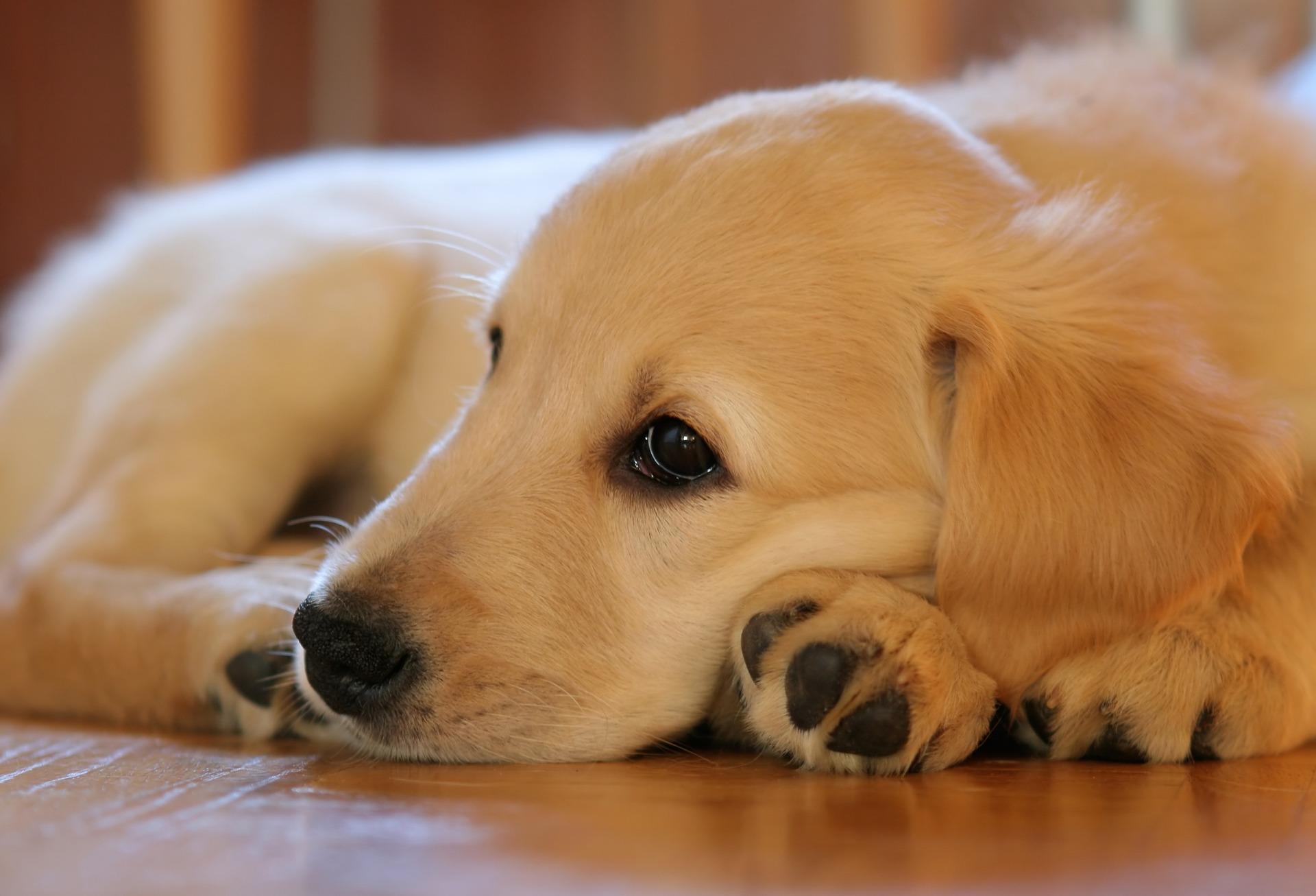 (纯种金毛犬参照图)金毛寻回犬高清特写 