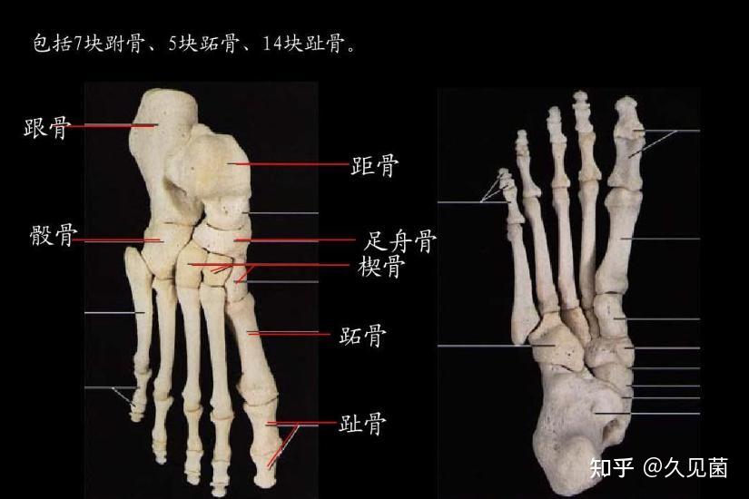 欧美人有206块骨头中国人却只有204块欧美人多个啥