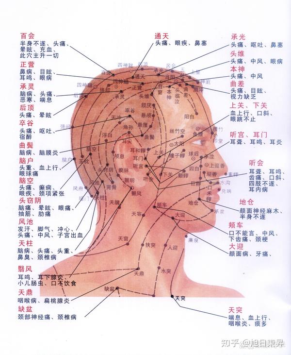 常用穴位系列一之头颈部常用穴位 - 知乎