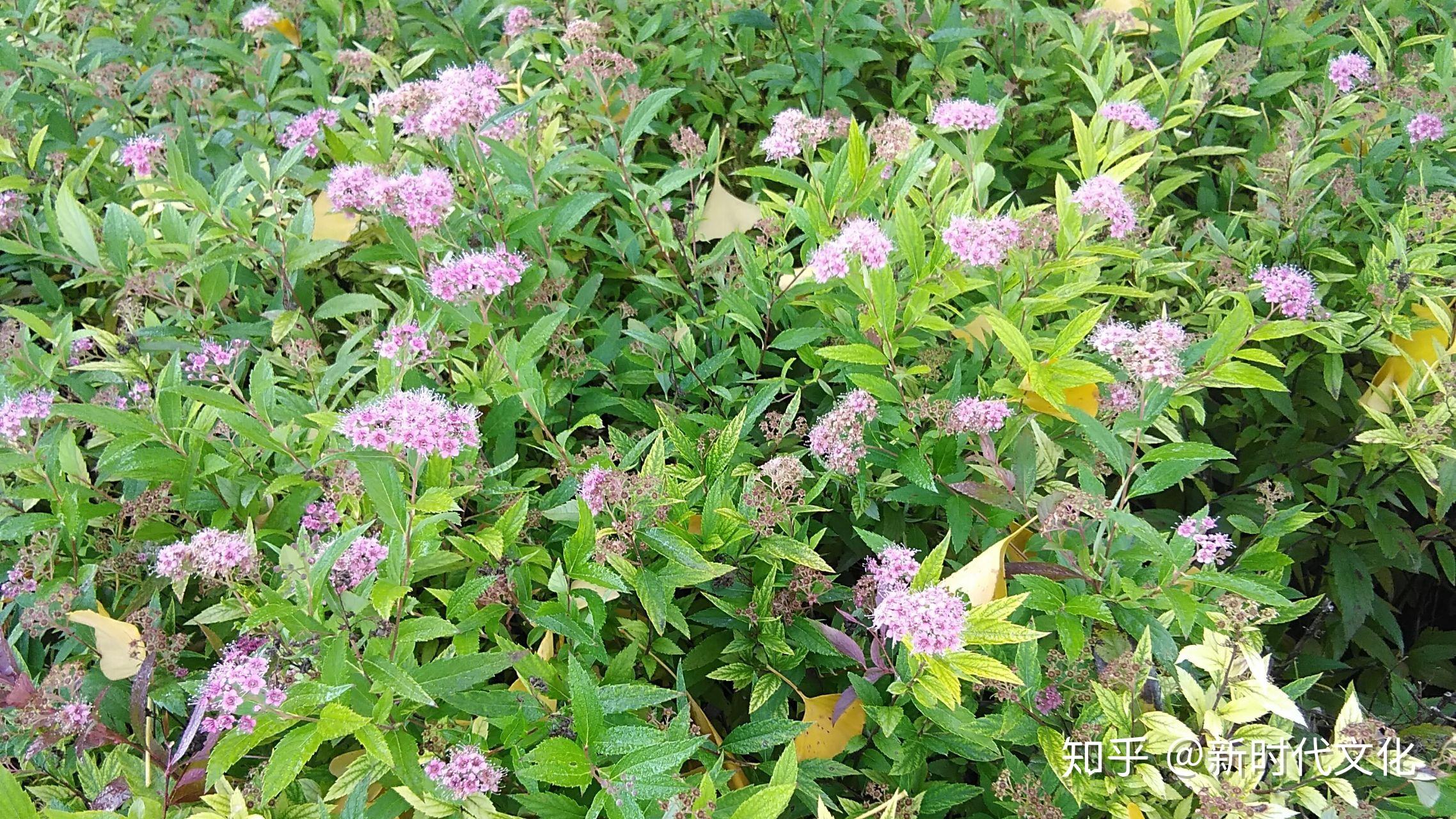 王海波岸芷汀兰郁郁青青