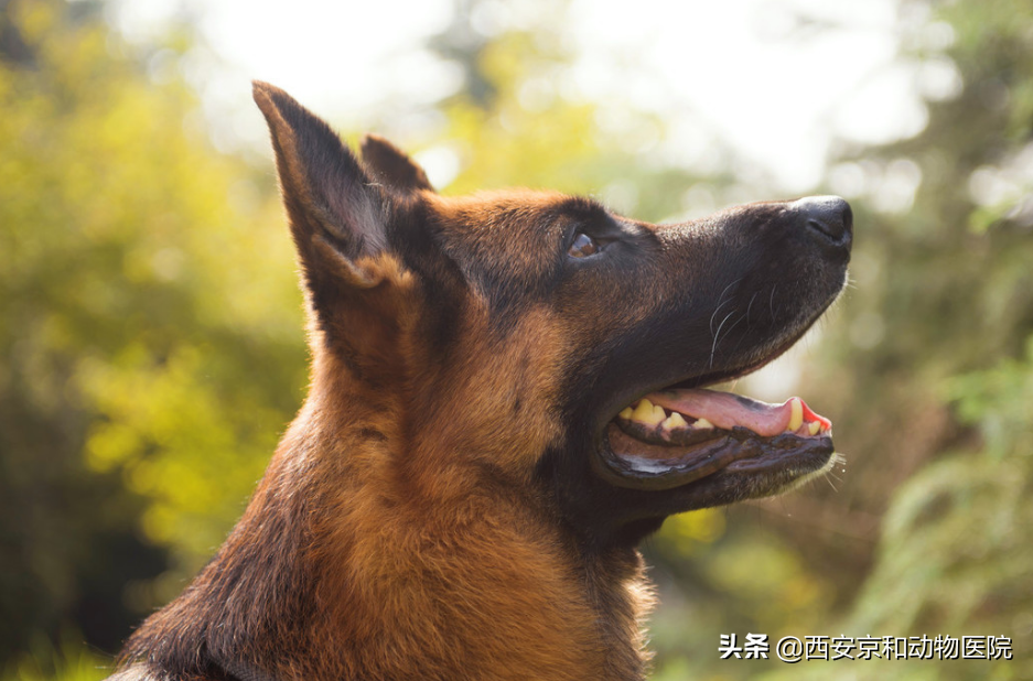德牧有哪些优缺点？（德牧的优缺点 知乎）
