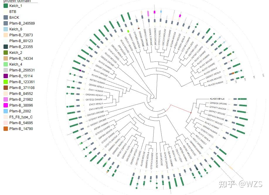 进化树美化——evolview基本命令速查与教程 - 知乎