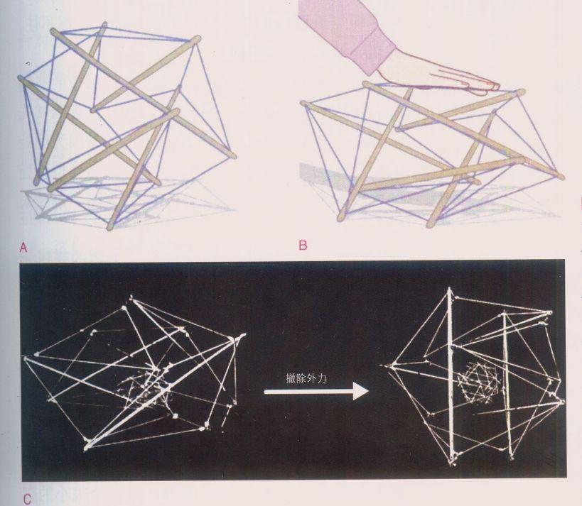 解剖列车阅读笔记2人体中的张拉整体结构