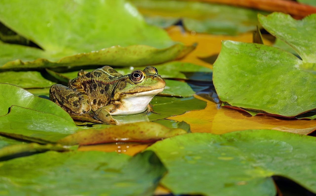 池塘里交配的青蛙图片-千叶网