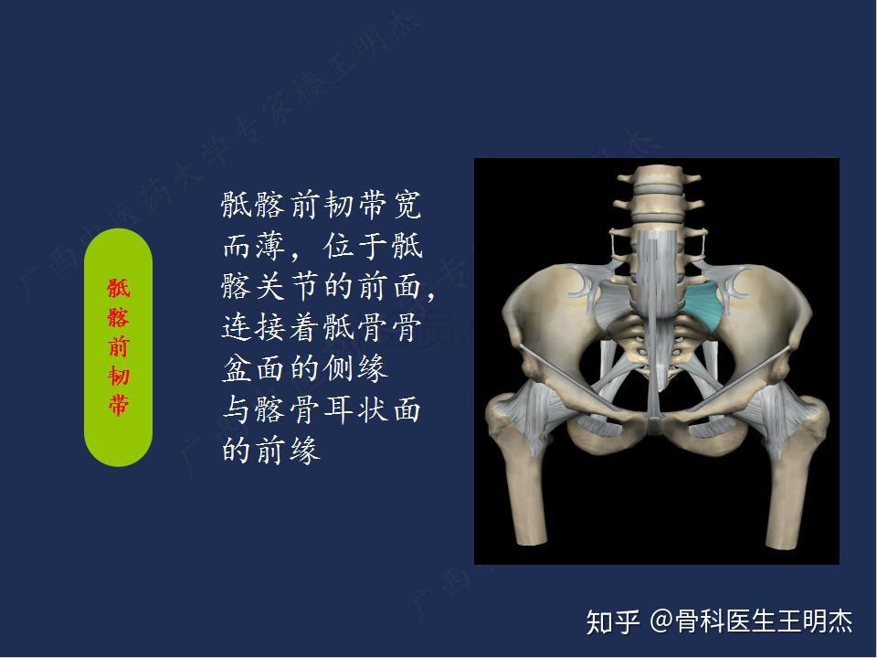 骶髂关节具有较强的稳定性,而其稳定性与骶髂关节韧带和骶髂关节面的