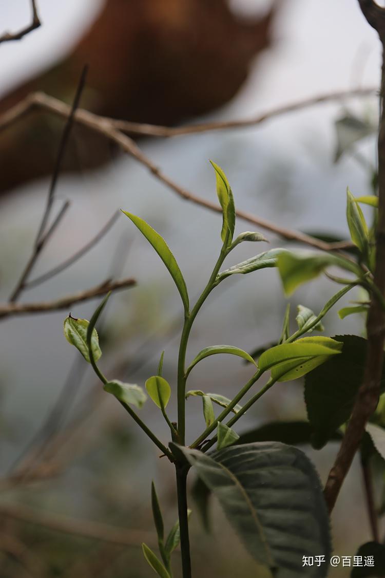 百里遥2020坝糯藤条金瓜∣来自勐库坝糯的过喉有韵绵甜清凉