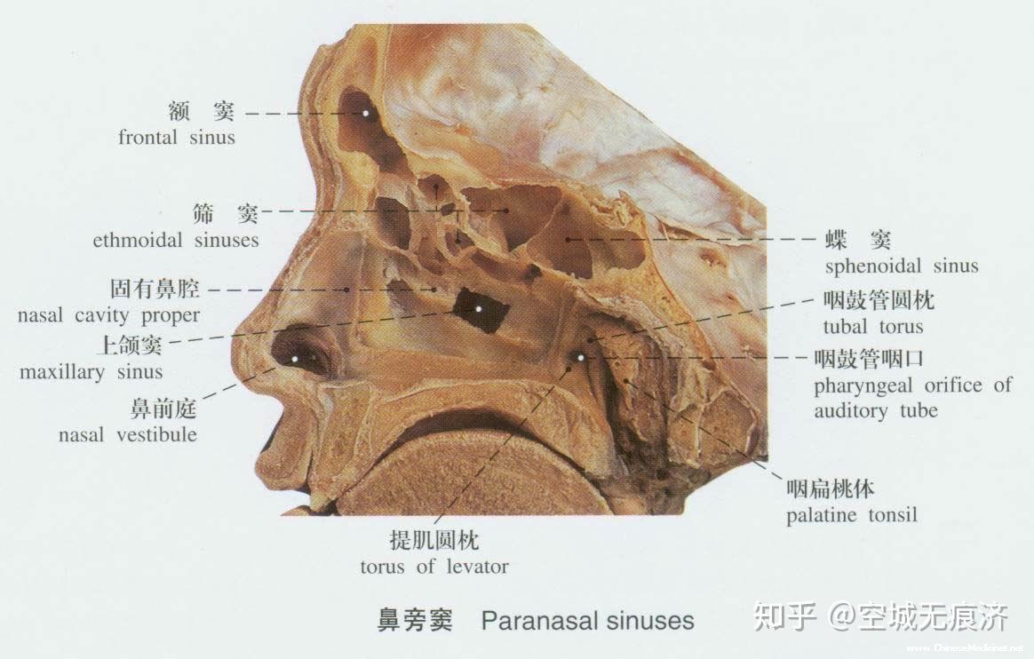蝶骨的解剖图图片