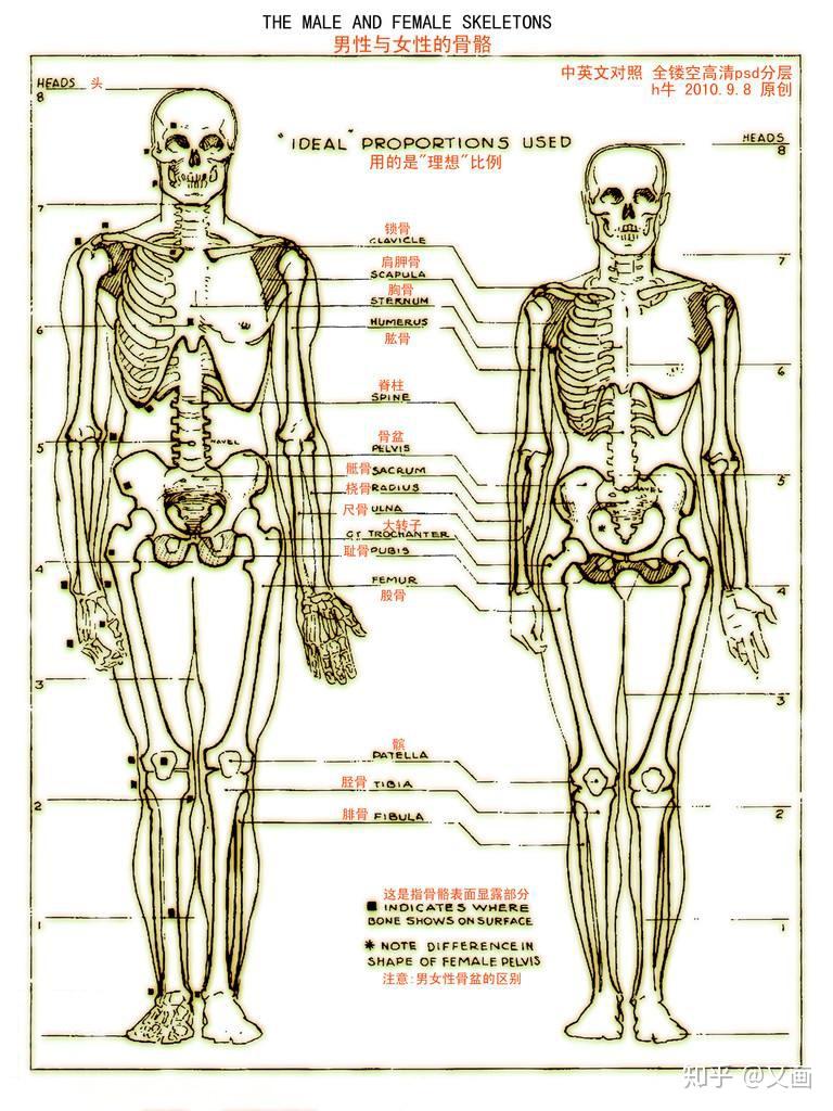 从借来的生物课本里面我们知道了男女的骨骼,肌肉的结构是不同,下图