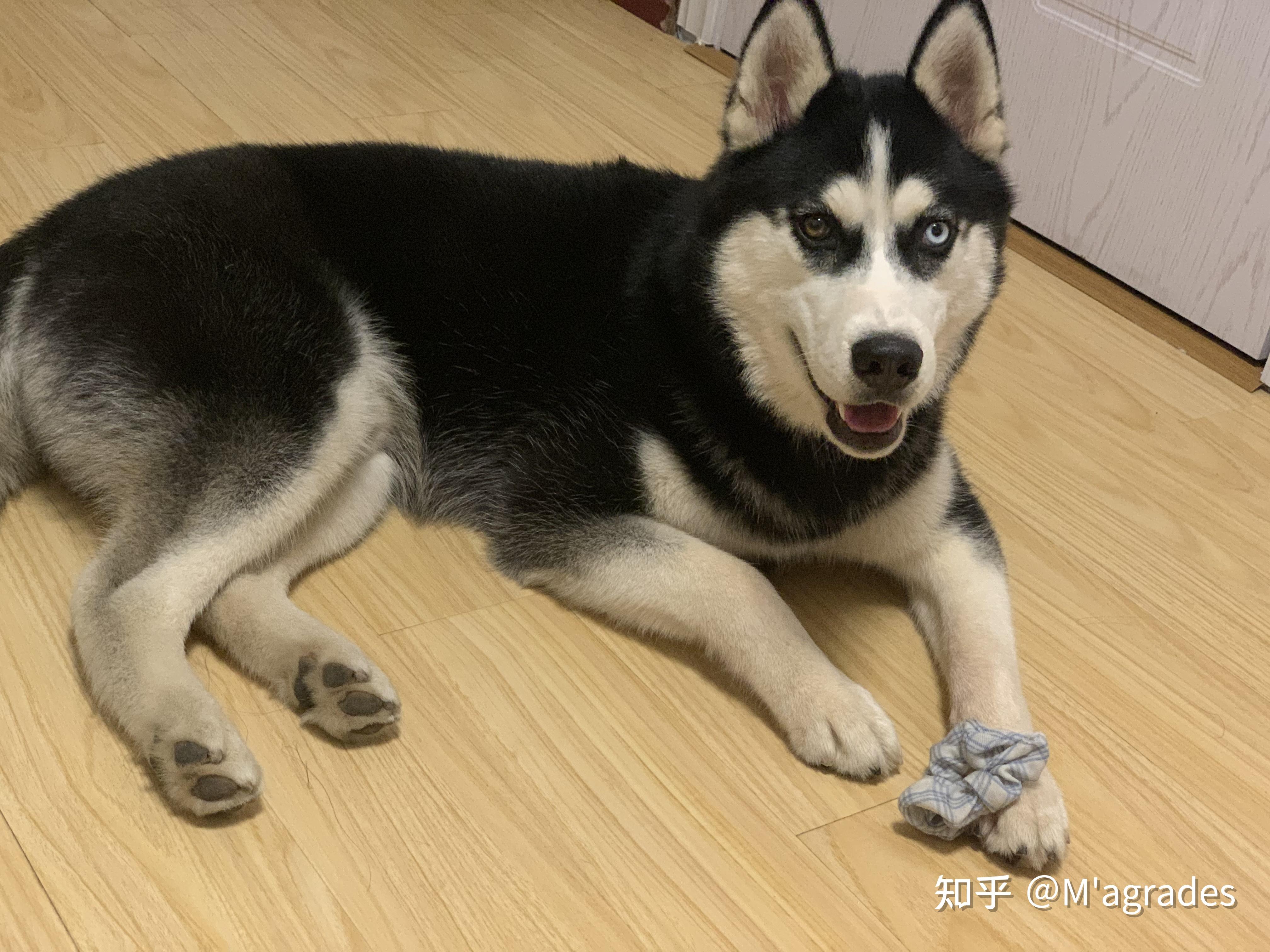 哈士奇总共有几种大类血系哪一种最像狼?