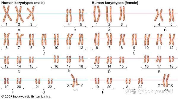 男女染色体排序图区别图片