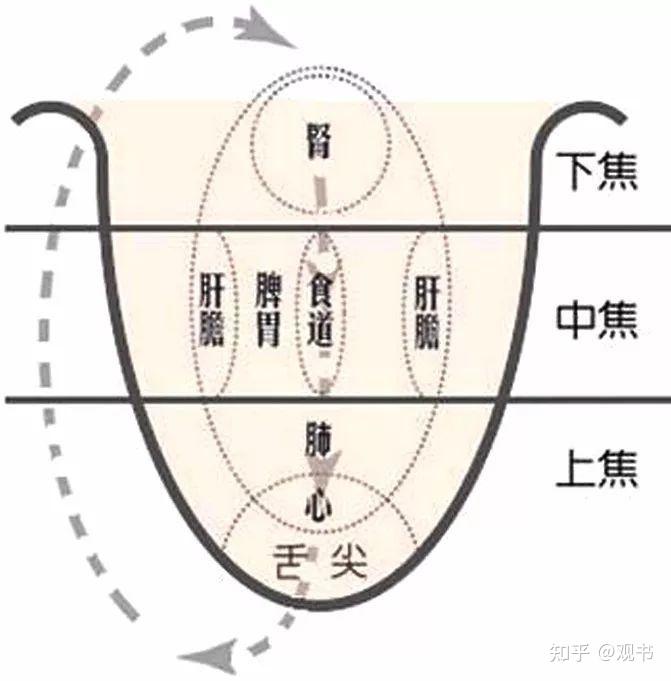 学习笔记:中医诊断之望闻问切(二)舌诊 - 知乎