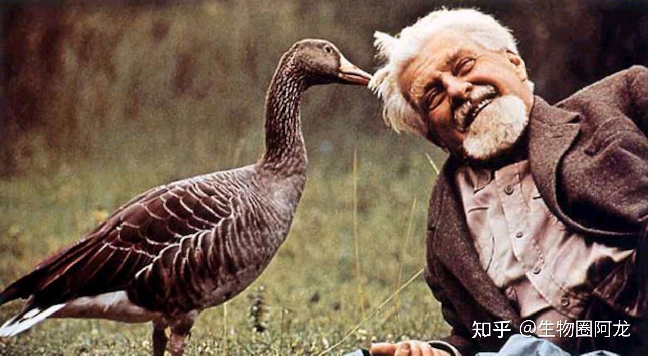 超级鸭妈妈1只母鸭领着76只小鸭在湖中巡游鸭子这么能生还是另有隐情