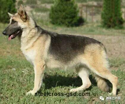 德国牧羊犬的毛色介绍德牧毛色大全
