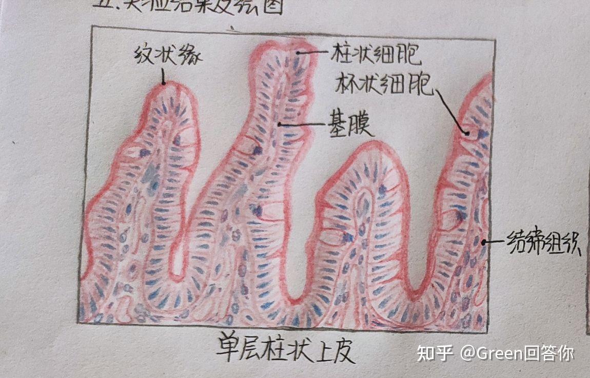 4,单层柱状上皮3,单层扁平上皮2,复层扁平上皮1,单层立方上皮