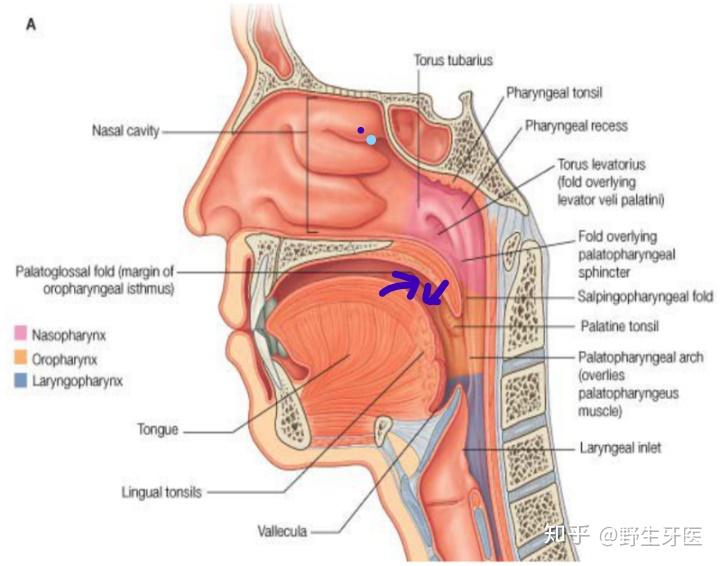 人类用嘴吮吸产生的最大压强是多少? 6 v2 addcbe6926545ffd76cd4e759987795d 720w