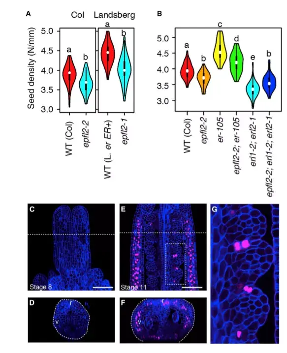 currentbiology拟南芥种子数目和角果大小的遗传调控新机制