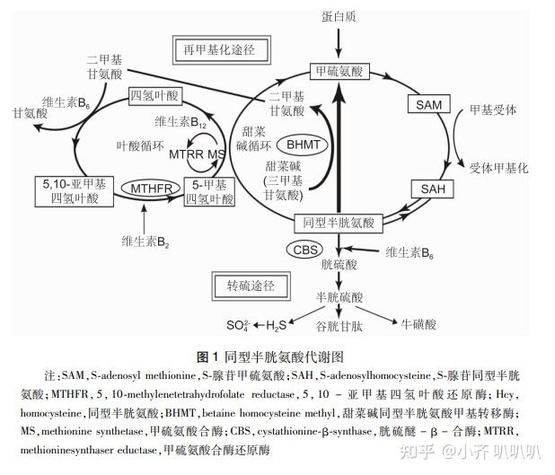 了解同型半胱氨酸,一篇文章就够啦~ - 知乎