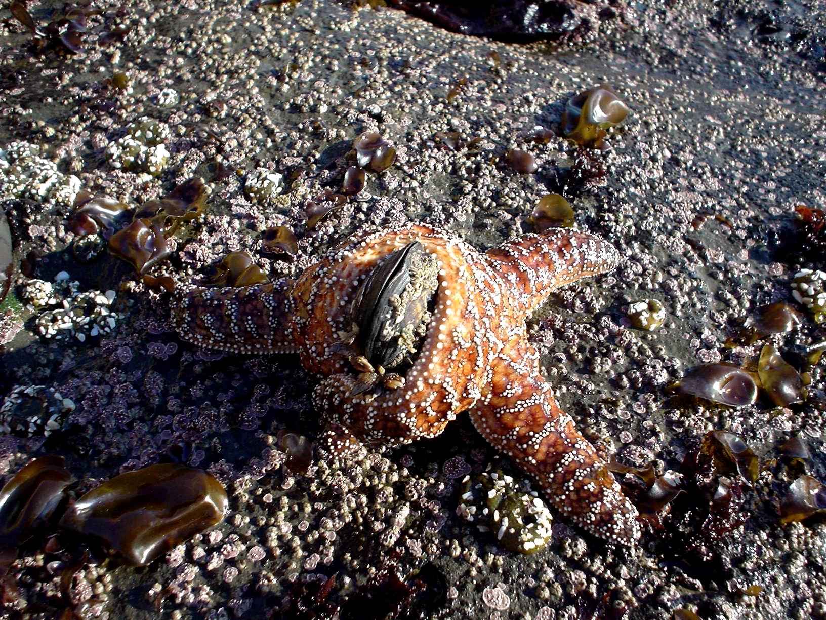 海星經常棲息在潮間帶的焦巖間或者海底,平時看起來似乎總是慵慵懶懶