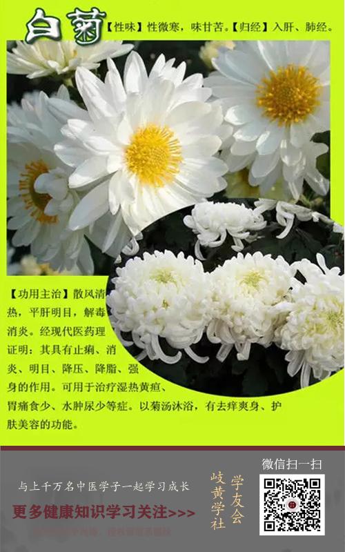 常见的白菊花 对于中医药来说 还有清热解毒功效 知乎 常见的白菊花 对于中医药来说 还有清热解毒功效 知乎