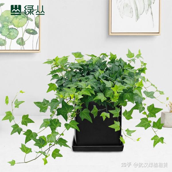 常春藤如何能养好——武汉绿丛园林 - 知乎