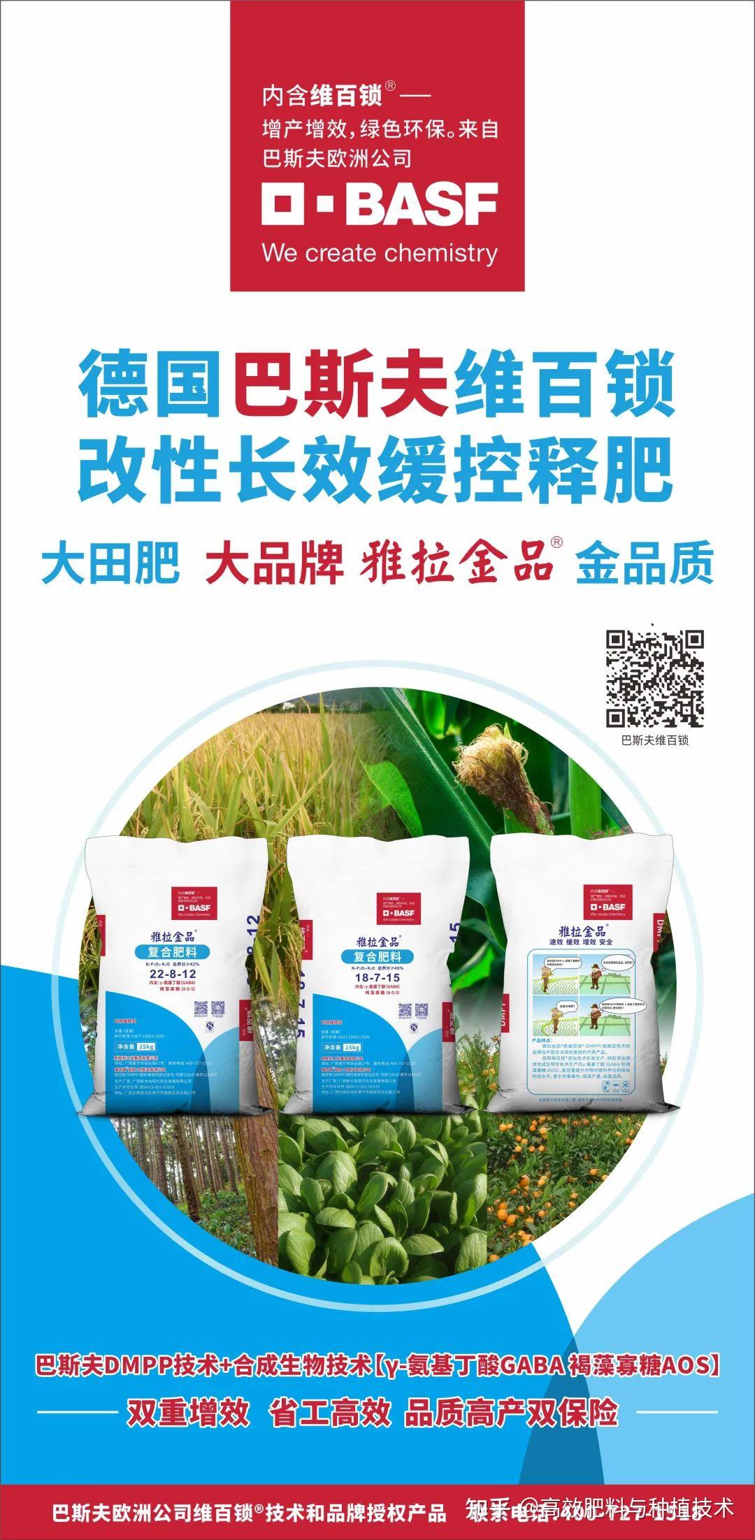 已封行的桉树,在两棵树中间挖坑埋施,肥料吸收利用率高,效果好.