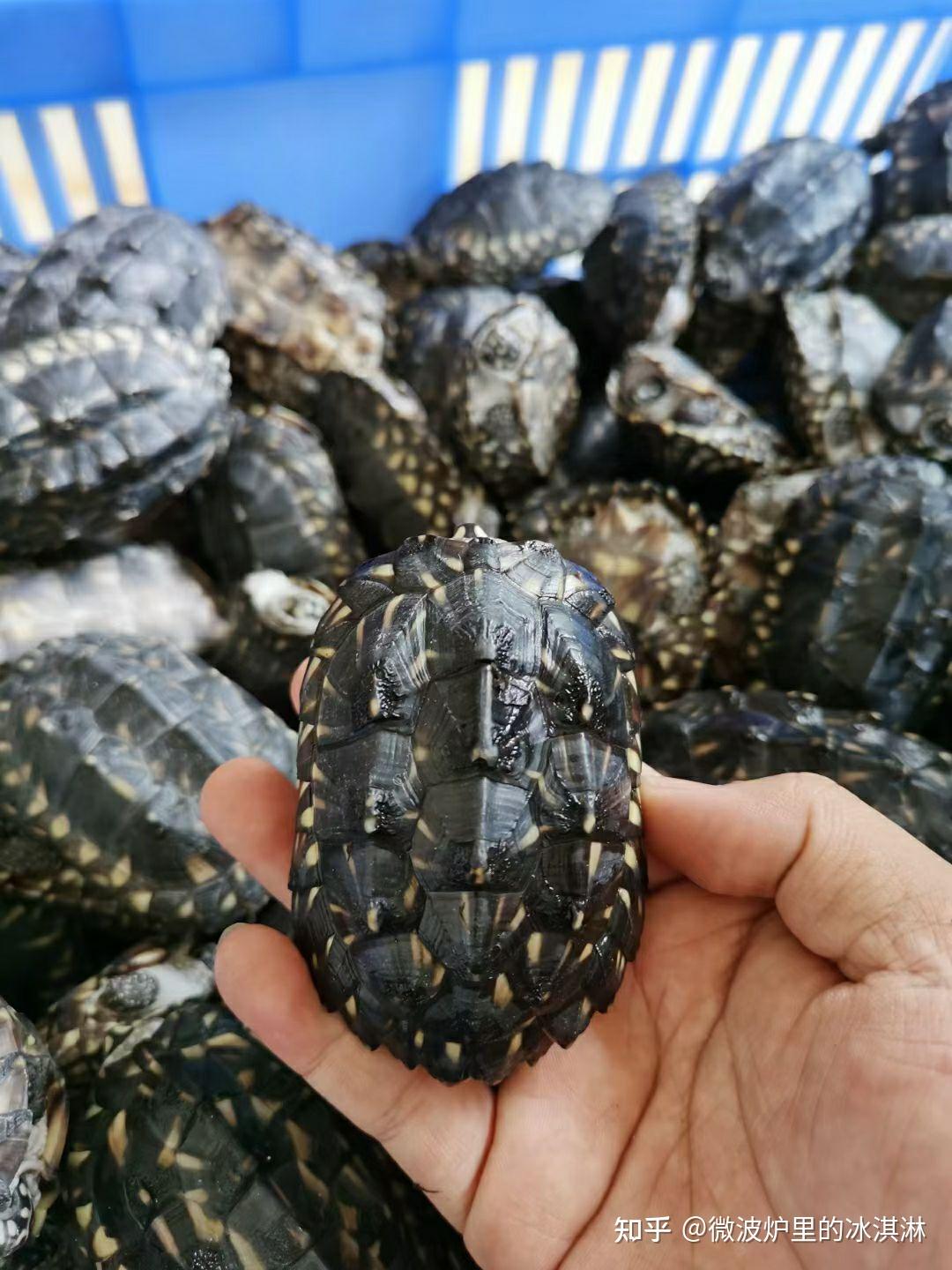 有没有对变异班点池龟比较了解的大佬啊?