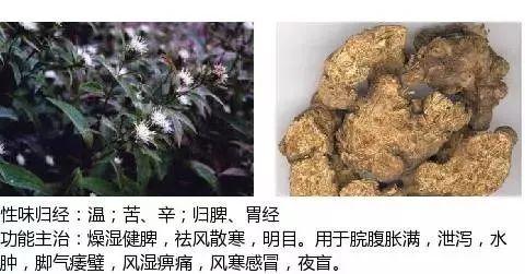 500余种中草药图  第144张