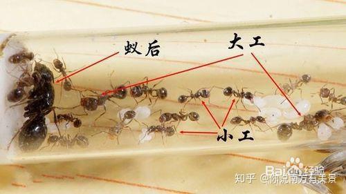 饲养和介绍蚂蚁种类