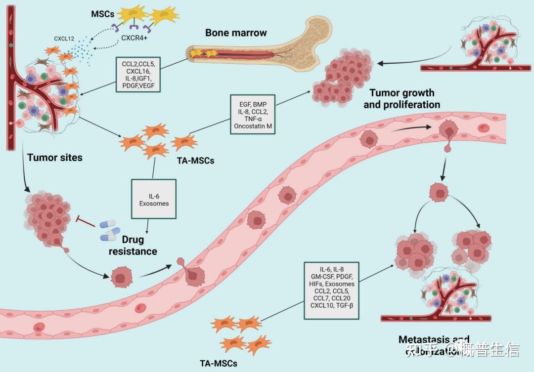 SCI | 研究肿瘤的“土壤”：肿瘤间质 - 知乎
