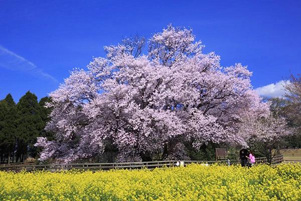 赏樱 18日本各地花期一览表 赏花圣地推荐 知乎